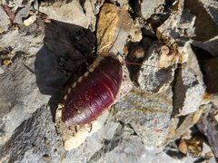 Cosmozosteria bicolor