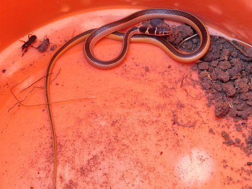 Photo of a Dwarf Sand Snake (Psammophis angolensis)