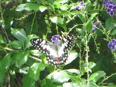 Papilio demoleus sthenelus