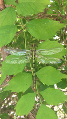 Arigomphus