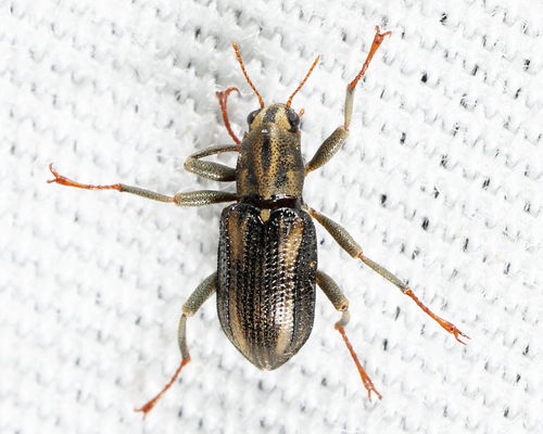 Stenelmis vittipennis
