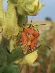 Carpocoris pudicus