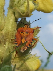 Carpocoris pudicus