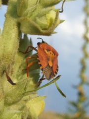 Carpocoris pudicus