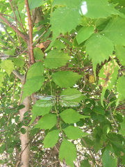 Arigomphus