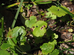 Rondaniola bursaria