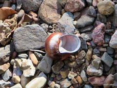 Sphaerospira blomfieldi