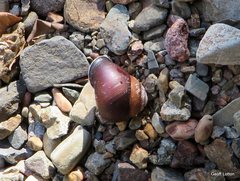 Sphaerospira blomfieldi