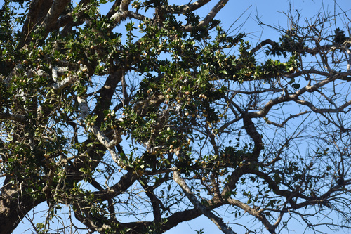 Image of Elaeodendron transvaalense by (c) Sunčana Bradley, some rights reserved (CC BY)