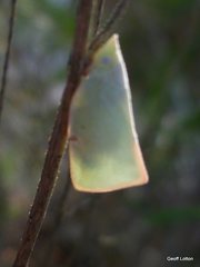 Colgar rufostigmatum