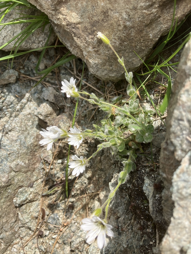 Cerastium eriophorum