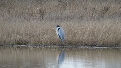 Ardea cocoi