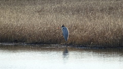 Ardea cocoi