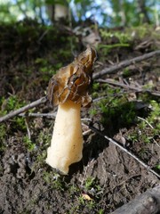 Verpa bohemica