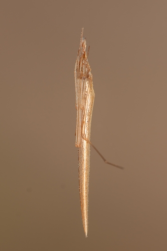 Rhomphaea hyrcana