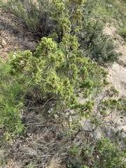 Juniperus pinchotii