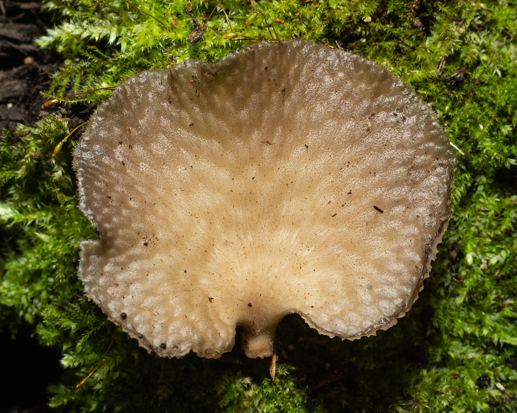 Favolus pseudoprinceps · August 2023 · photo: © deniszabin (iNaturalist, cc-by)