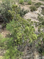 Juniperus pinchotii