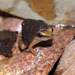Allobates caeruleodactylus - Photo (c) Pedro Ivo, algunos derechos reservados (CC BY-NC), subido por Pedro Ivo