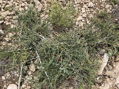 Ephedra antisyphilitica