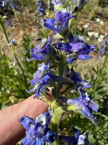 Image of Delphinium multiplex by no rights reserved