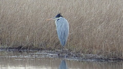 Ardea cocoi