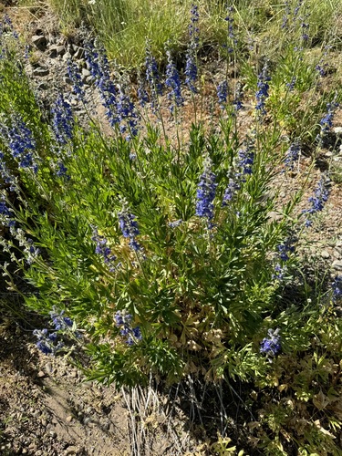 Image of Delphinium multiplex by no rights reserved