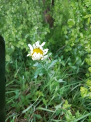 Leucanthemum vulgare