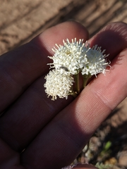 Chaenactis stevioides