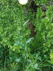 Leucanthemum vulgare
