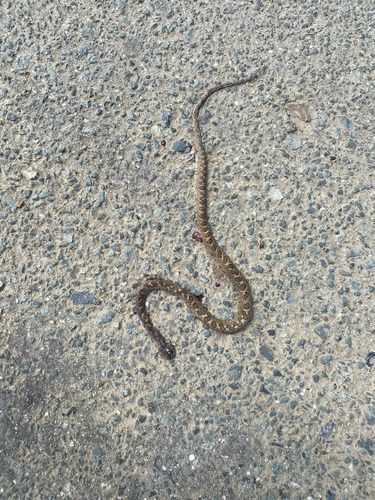 Ashmead's Banded Cat-eyed Snake