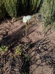 Chaenactis stevioides