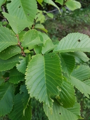 Ulmus glabra