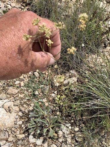 Irion County buckwheat (Eriogonum nealleyi)