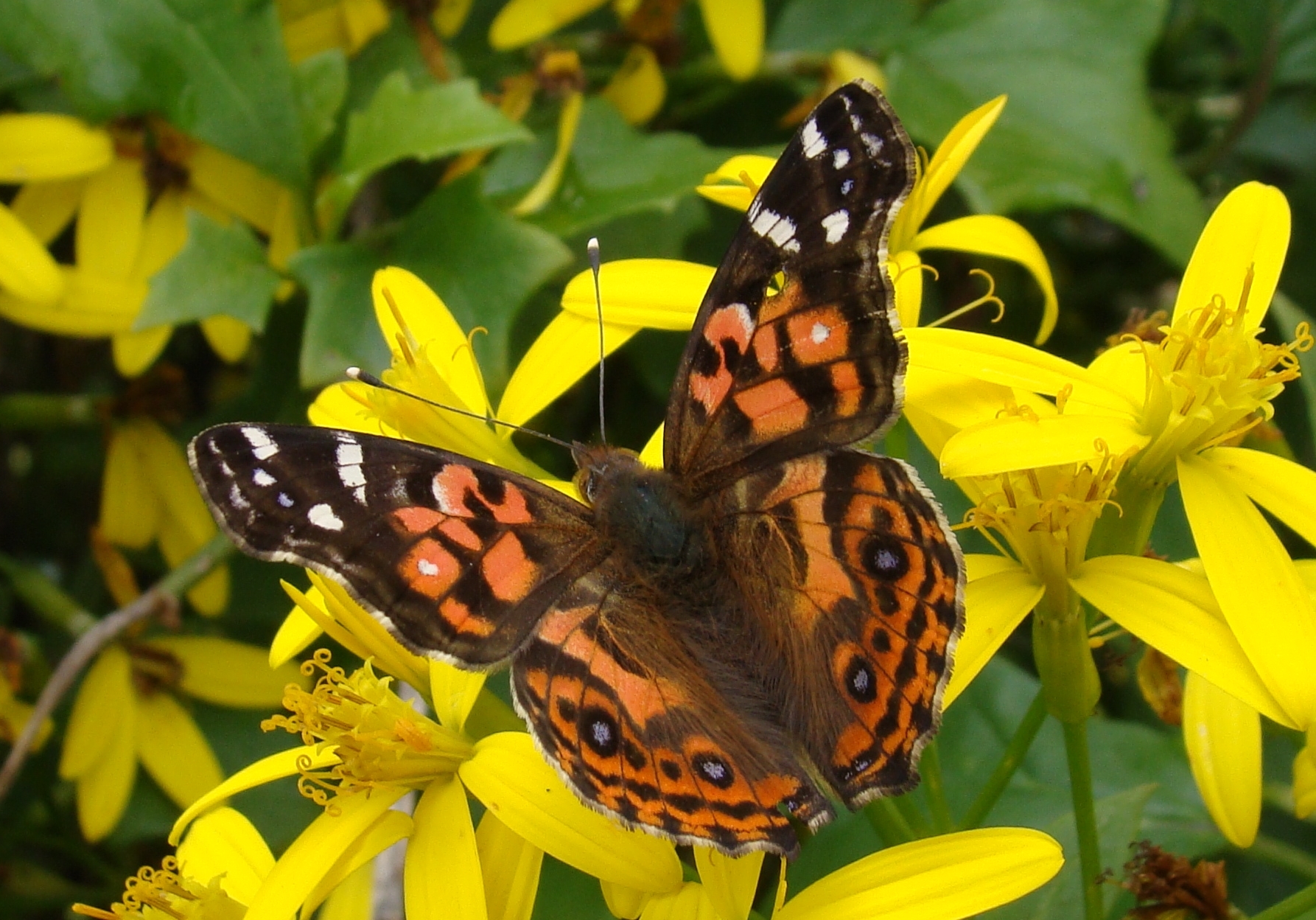 Vanessa braziliensis image