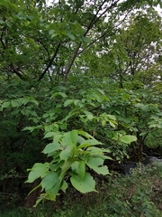Ulmus glabra
