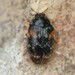 Trogoderma simplex - Photo (c) adriscoll, some rights reserved (CC BY-NC), uploaded by adriscoll