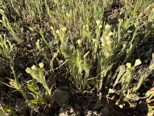 Image of Castilleja tenuis by no rights reserved