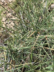 Ephedra antisyphilitica