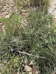 Ephedra antisyphilitica
