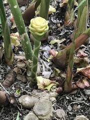 Zingiber spectabile