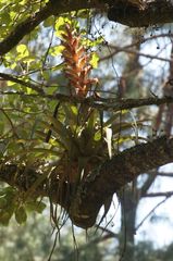 Tillandsia prodigiosa
