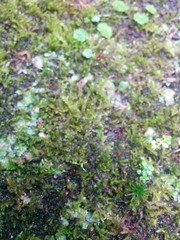 Bryopsida
