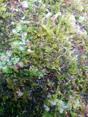 Bryopsida