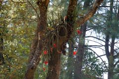 Heliocereus speciosus