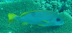 Plectorhinchus chrysotaenia