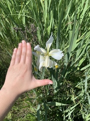 Iris orientalis
