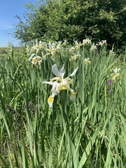 Iris orientalis