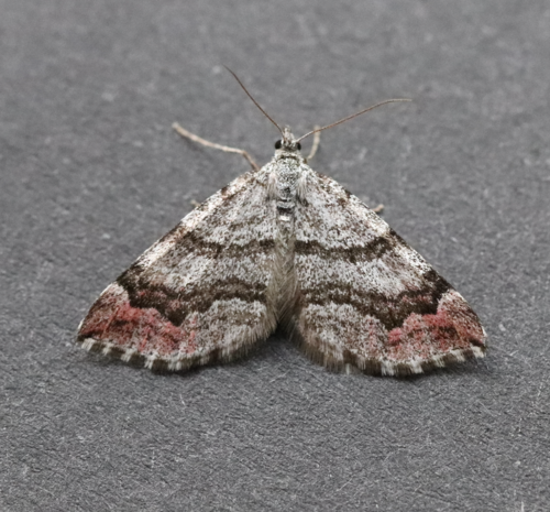 Manchester Treble-bar Moth photo 2