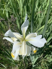 Iris orientalis